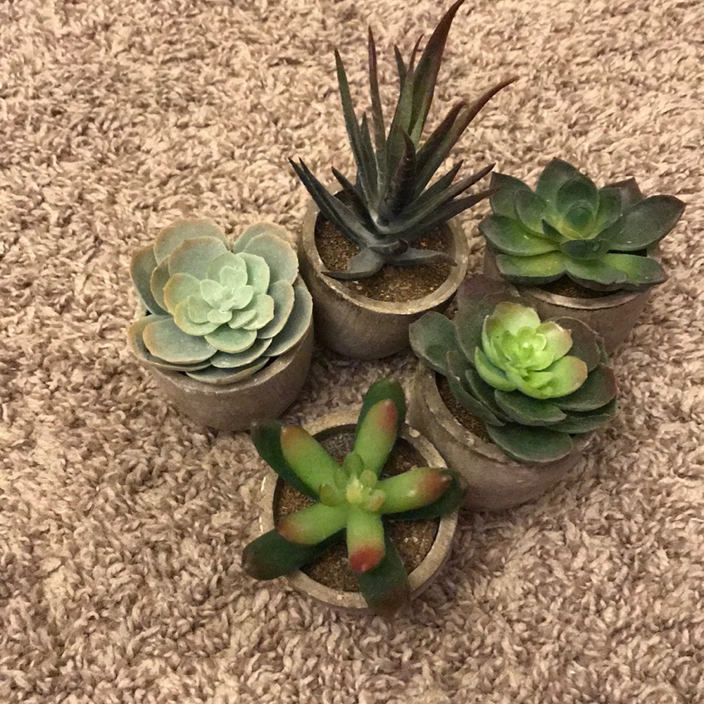 FIVE PLANTS